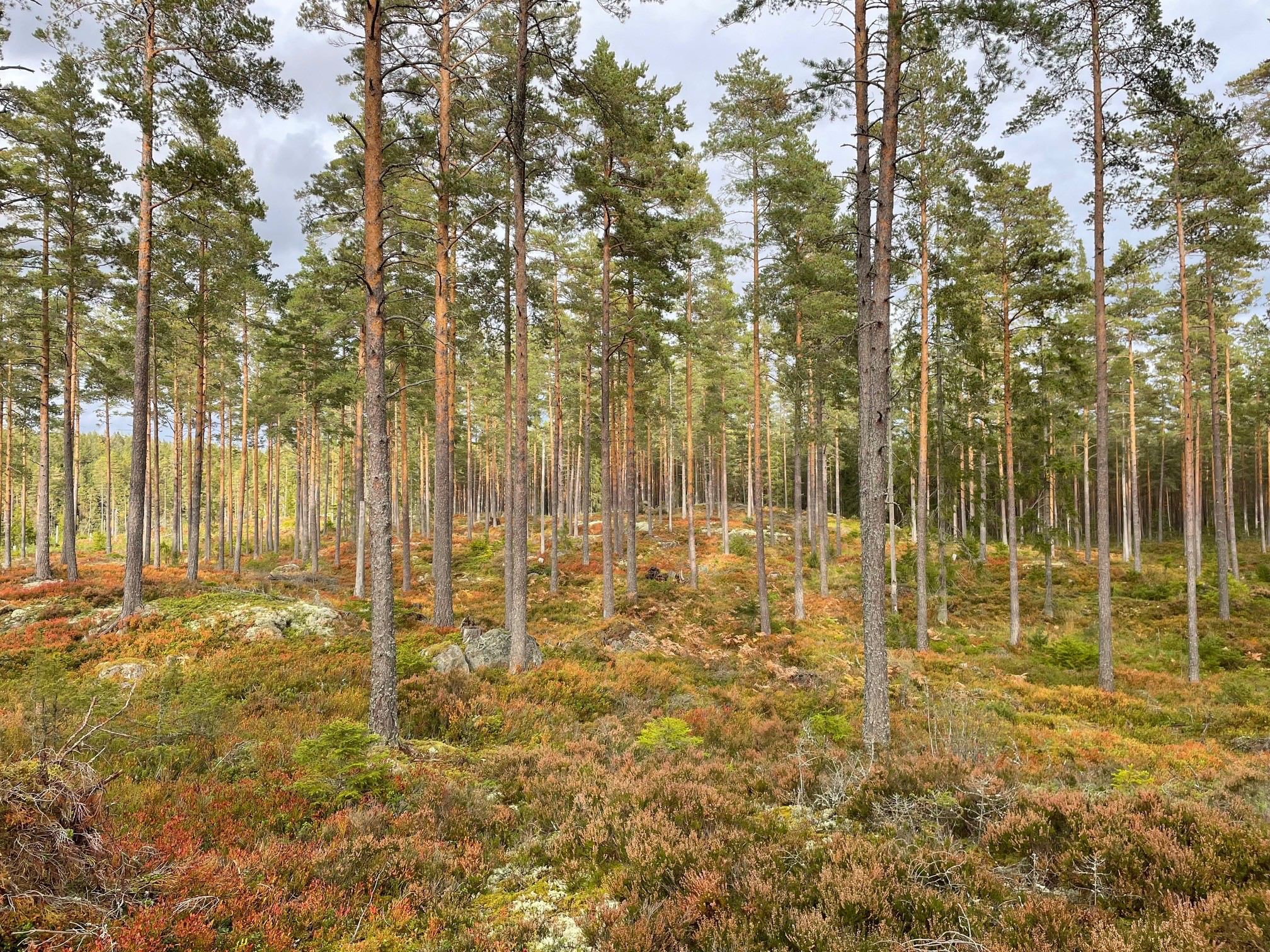 Skötselmetoder