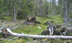 Inte kalavverkad