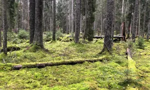 Inga åtgärder