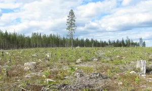 Kalavverkad