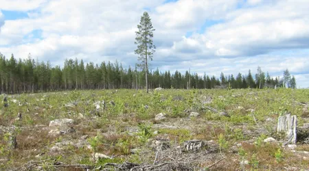 Kalavverkad